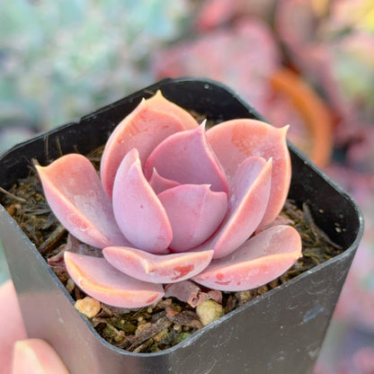 Echeveria Purple Perle Succulent Plant