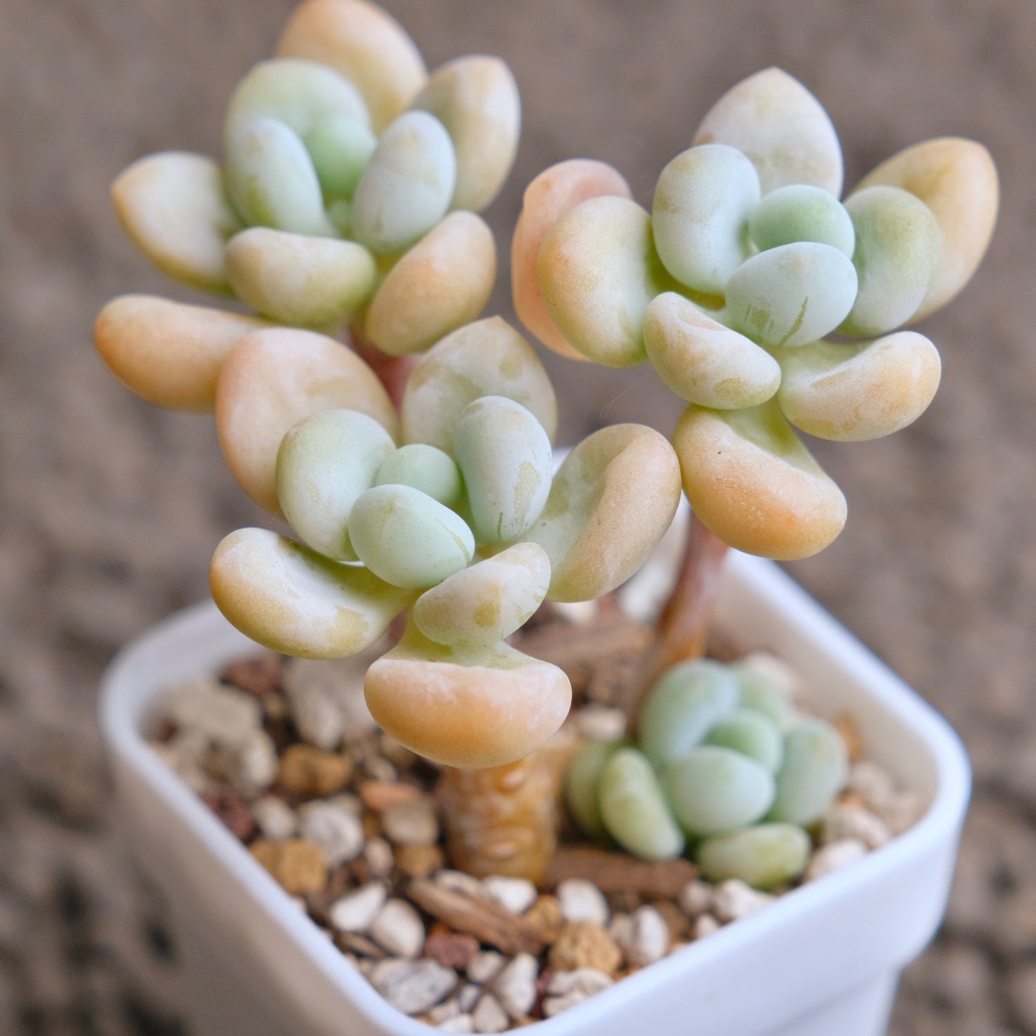 Graptosedum Jelly Finger Imported Succulent Plant - D