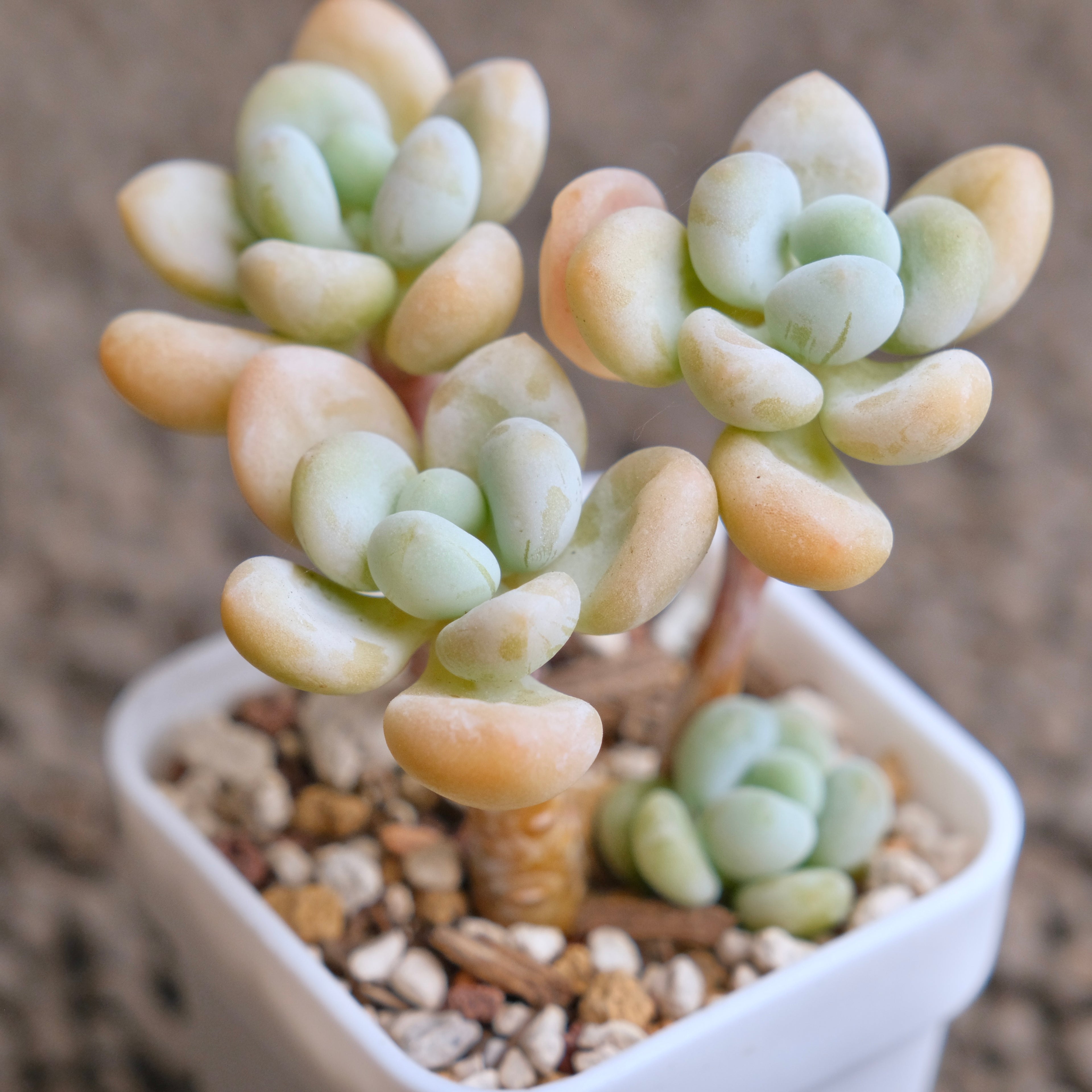 Graptosedum Jelly Finger Imported Succulent Plant - D
