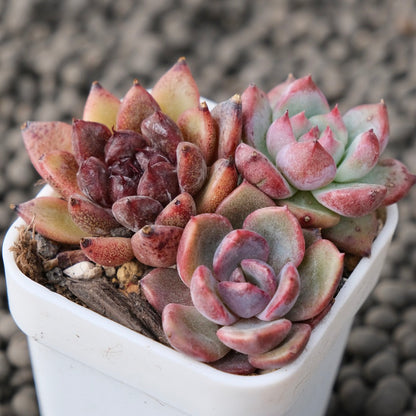 Mixed Baby Pot Korean Succulent Plant