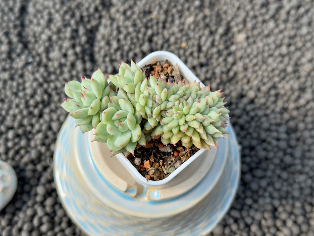 Crested Echeveria Tippy Korean Succulent Plant
