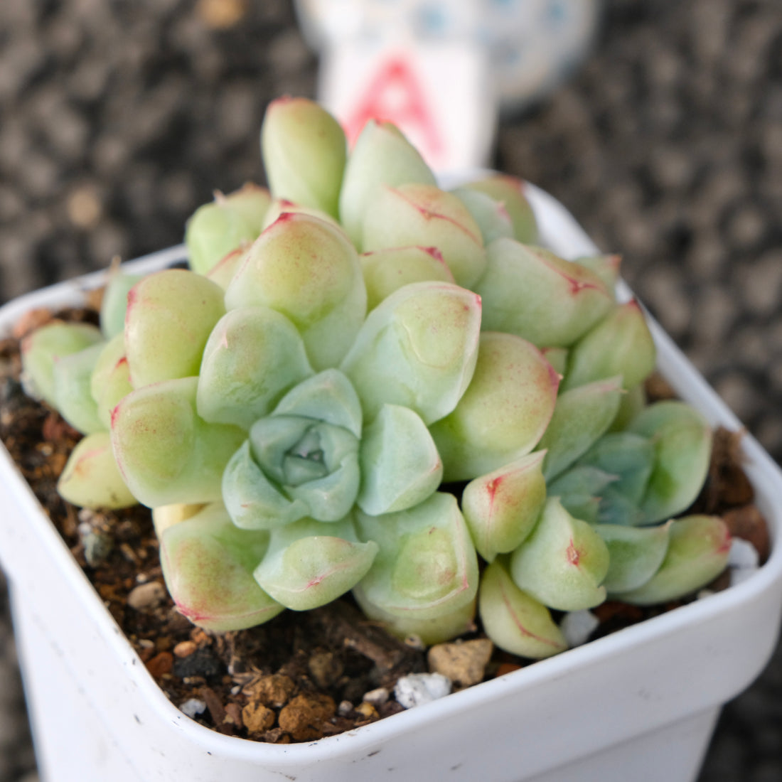 Echeveria Albidrops Korean Succulent Plant
