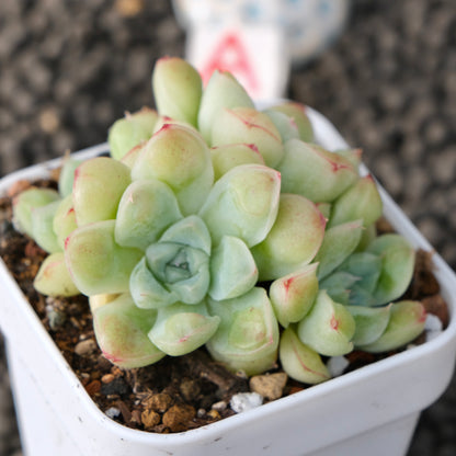 Echeveria Albidrops Korean Succulent Plant