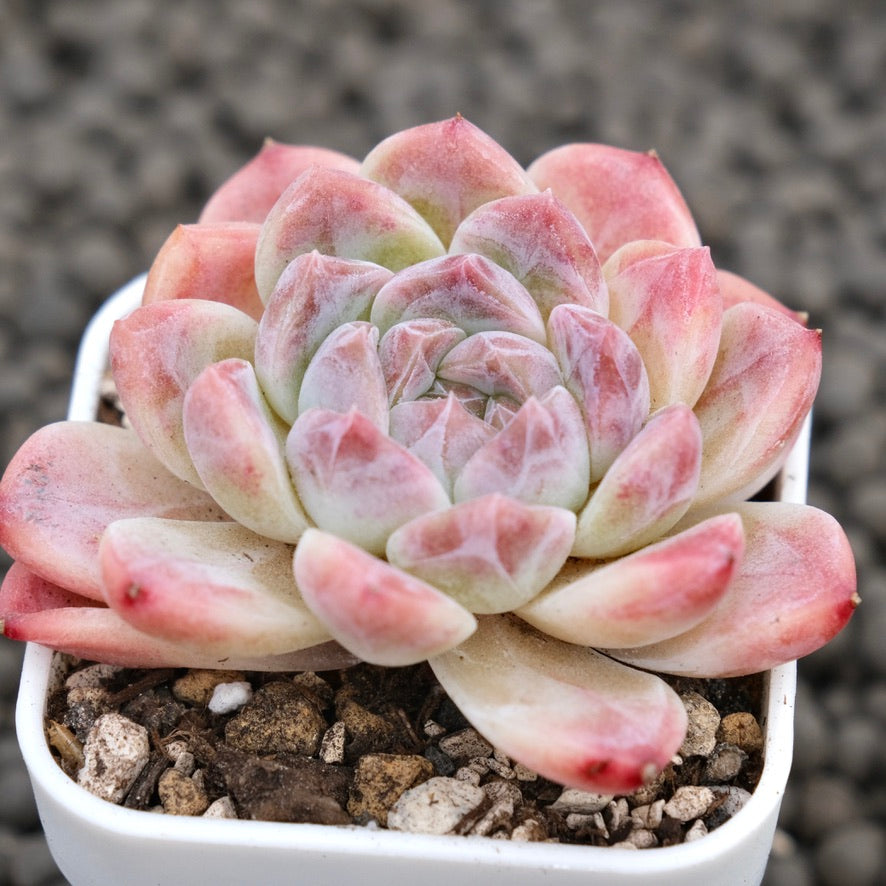 Echeveria Ice Soul Imported Succulent Plant