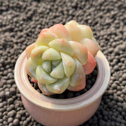 Echeveria Ice Green Imported Succulent Plant
