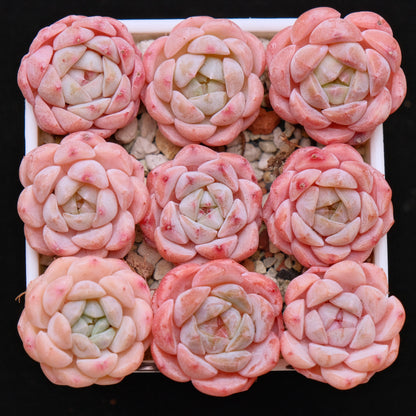 succulent strawberry Echeveria Strawberry Jam (Small) Imported Succulent Plant *New* 草莓果酱 – Succielife