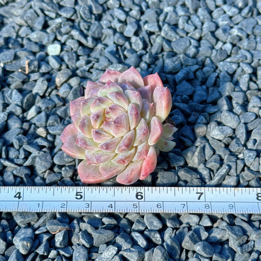 Echeveria Amber Succulent Plant A