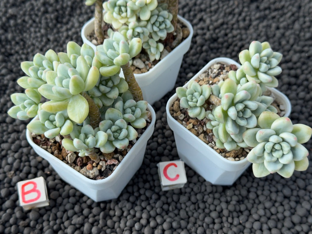 Variegated Sedum clavatum Imported Succulent Plant
