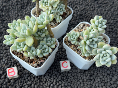 Variegated Sedum clavatum Imported Succulent Plant