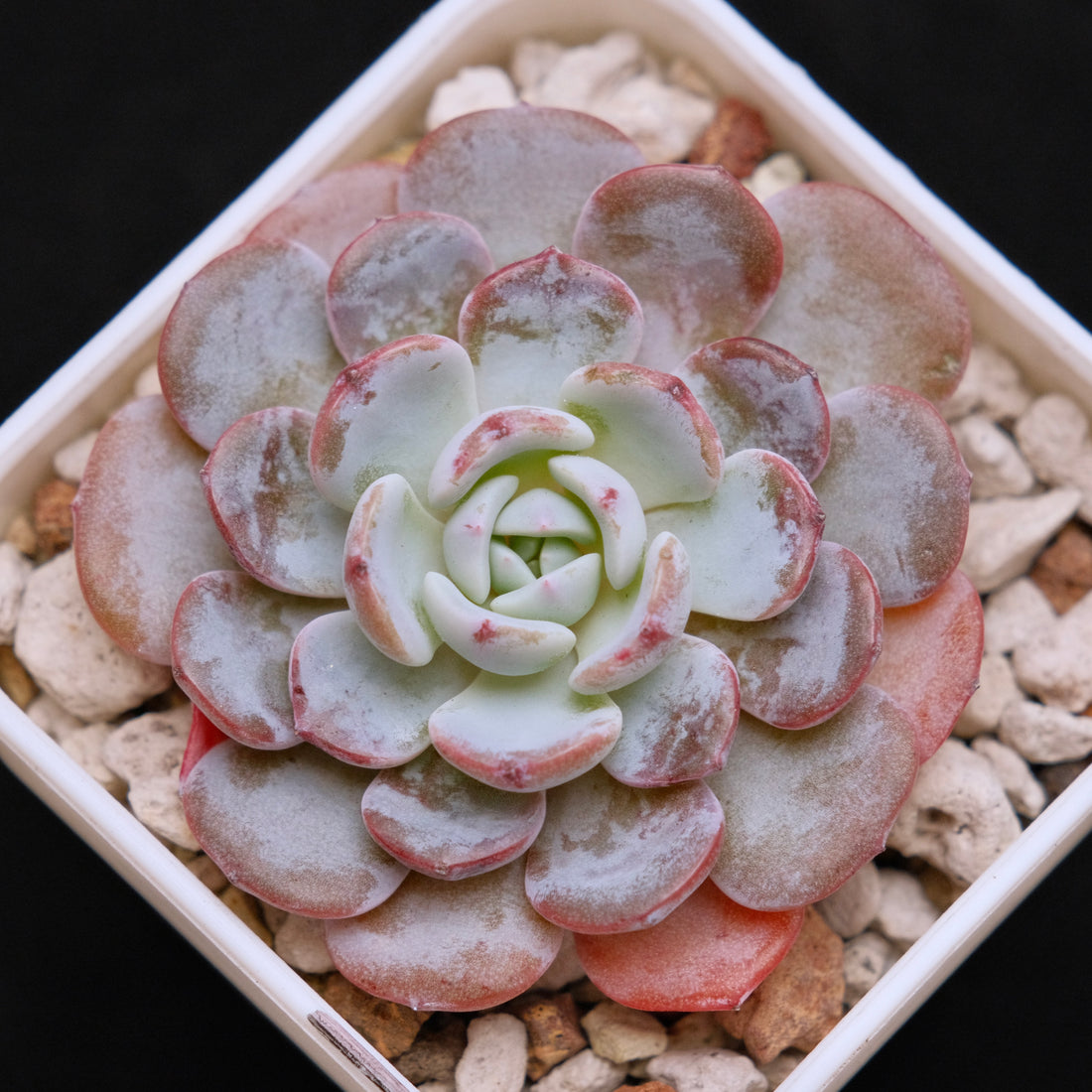 Echeveria Raffine Korean Succulent Plant aka Lapine