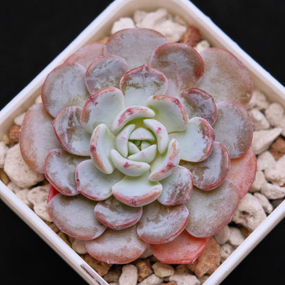 Echeveria Raffine Korean Succulent Plant aka Lapine