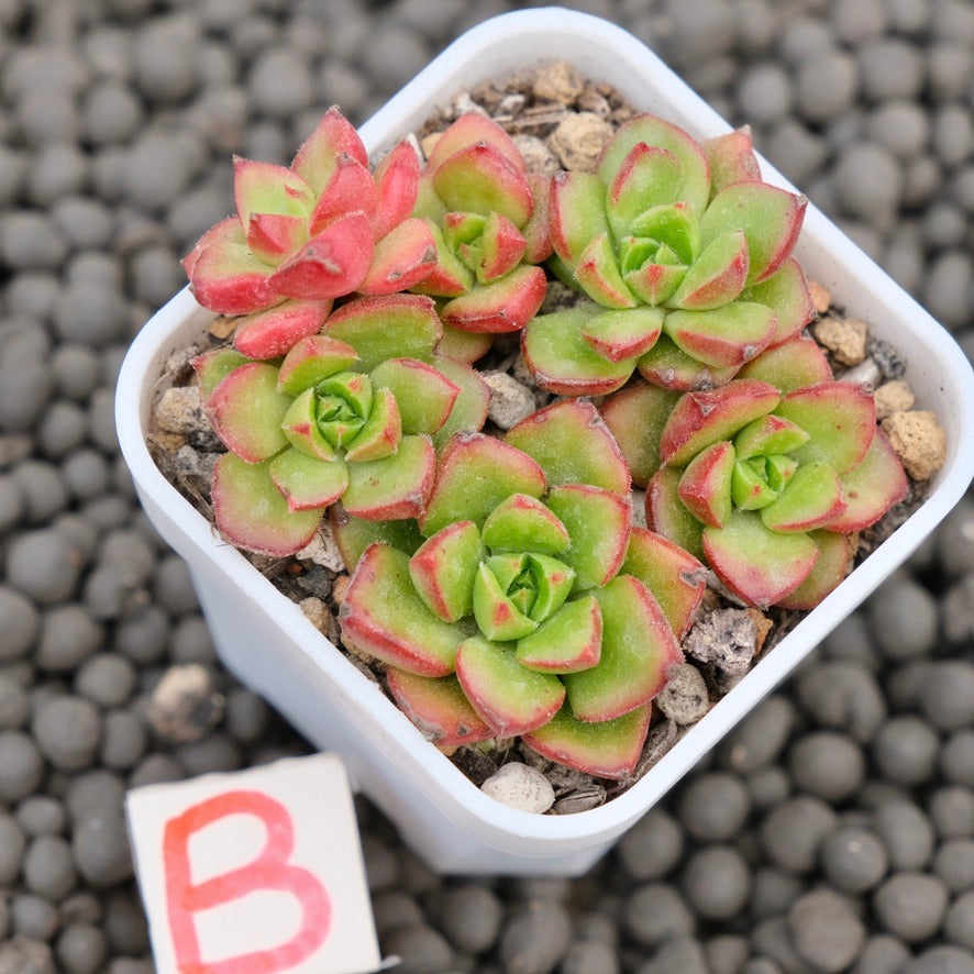 Echeveria Letizia Imported Succulent Plant