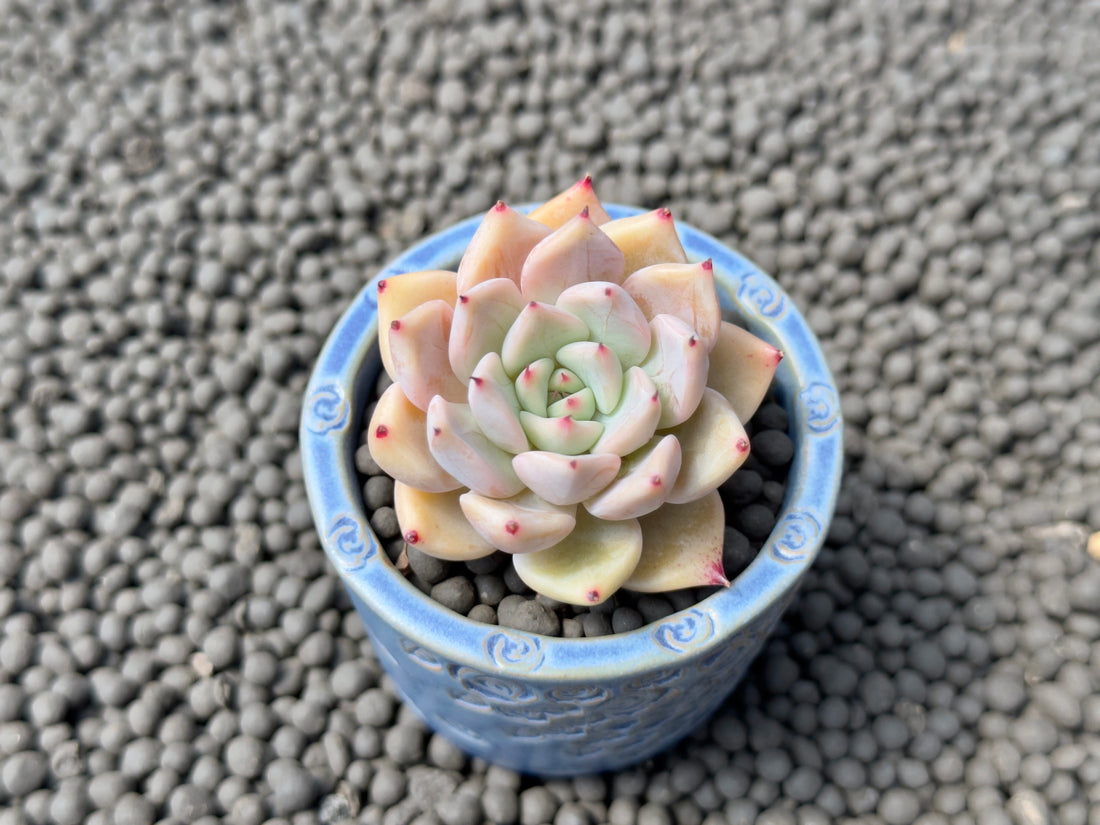 Echeveria Zaragoza hybrid Korean Succulent Plant