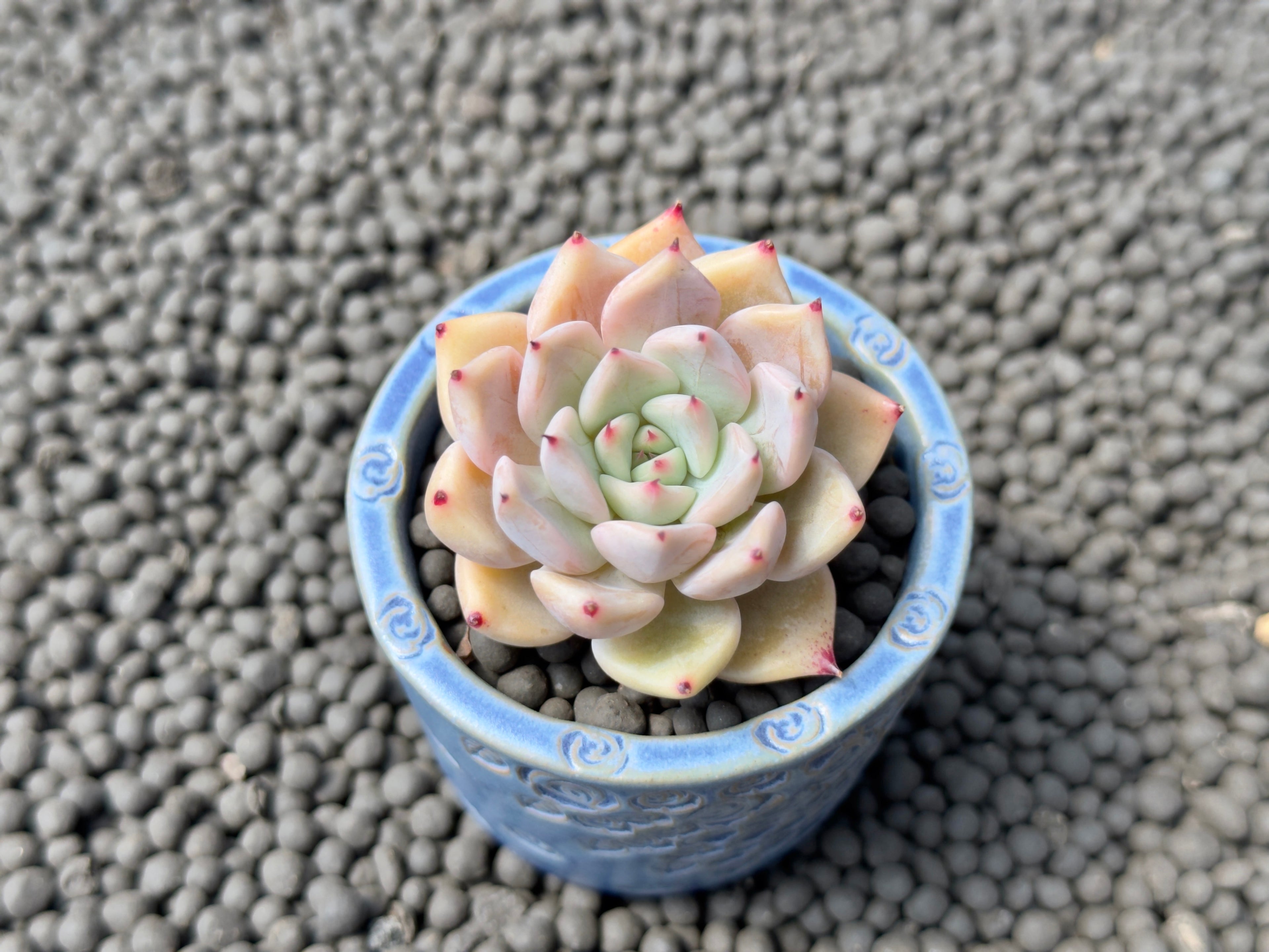 Echeveria Zaragoza hybrid Korean Succulent Plant