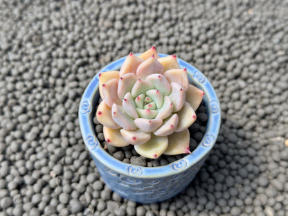 Echeveria Zaragoza hybrid Korean Succulent Plant