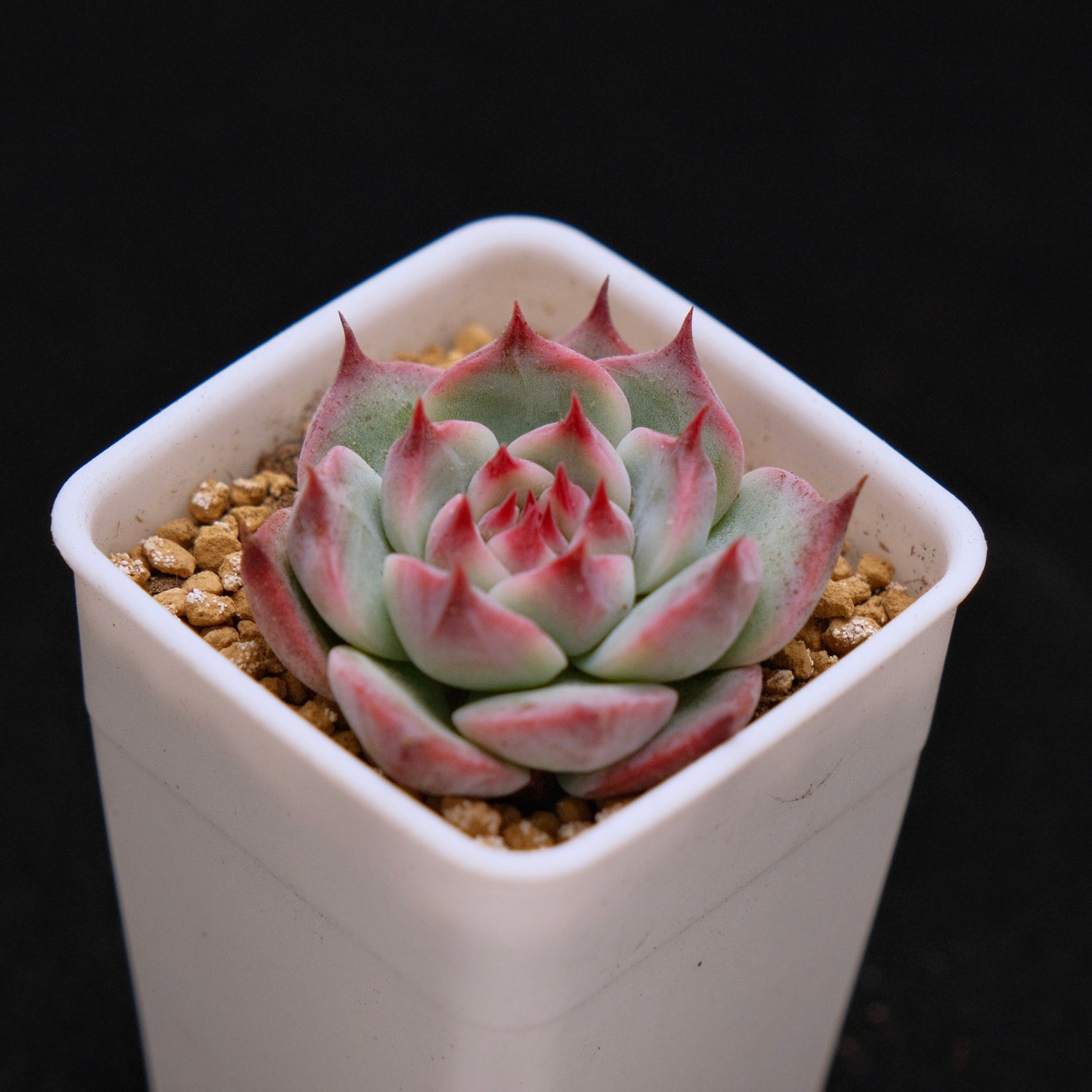 Echeveria chihuahuaensis Korean Succulent Plant