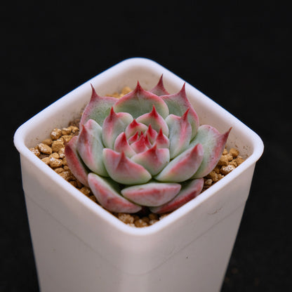 Echeveria chihuahuaensis Korean Succulent Plant