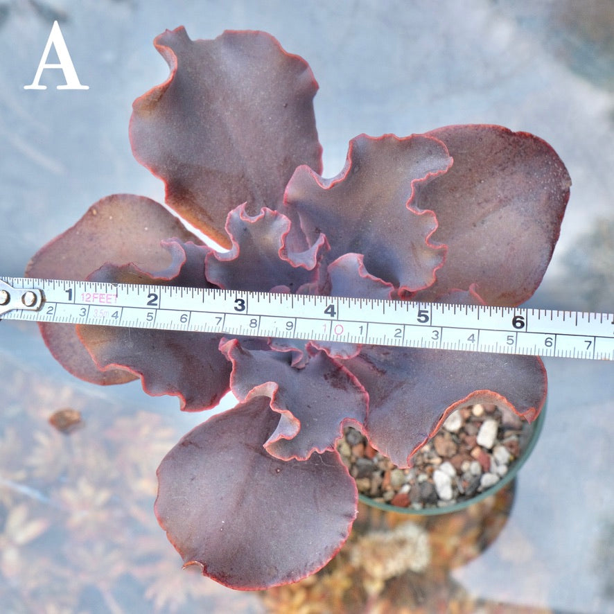 Echeveria Black Swan - Rare Dick Wright hybrid - A