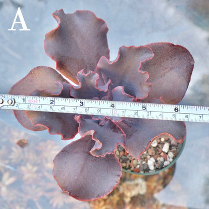 Echeveria Black Swan - Rare Dick Wright hybrid - A