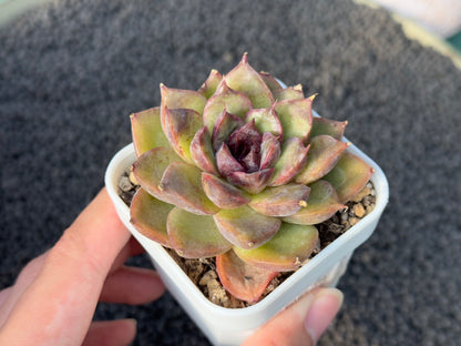 Echeveria Black Heart Korean Succulent Plant Changhee Hybrid