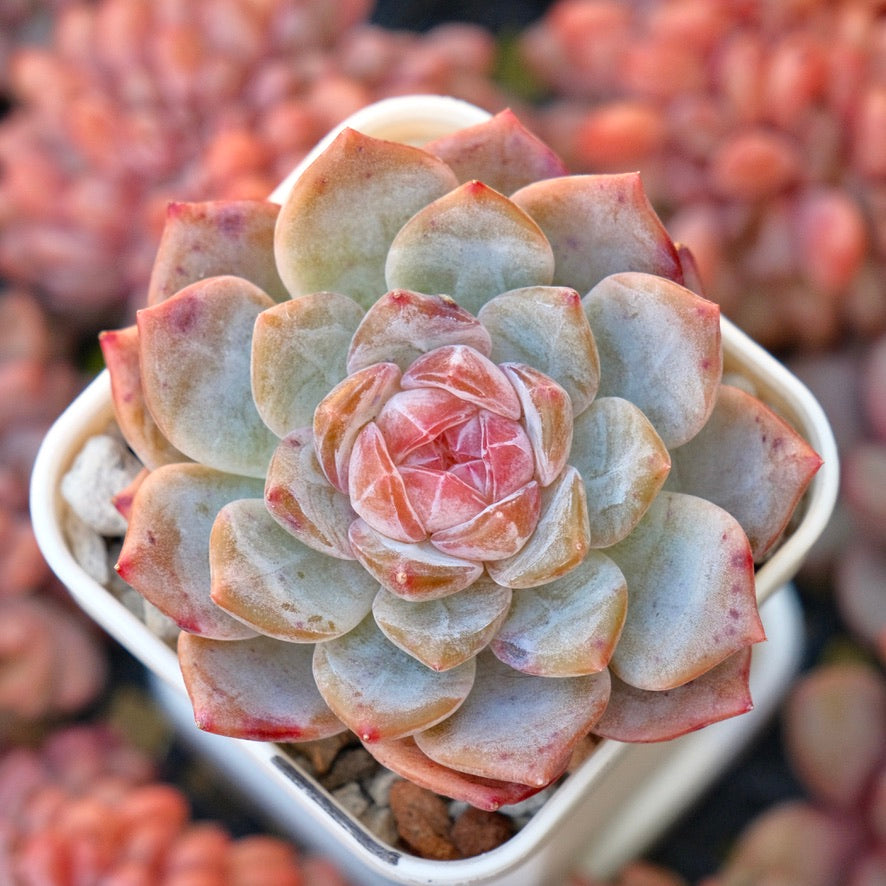 Echeveria Phantom of Pink Korean Succulent Plant
