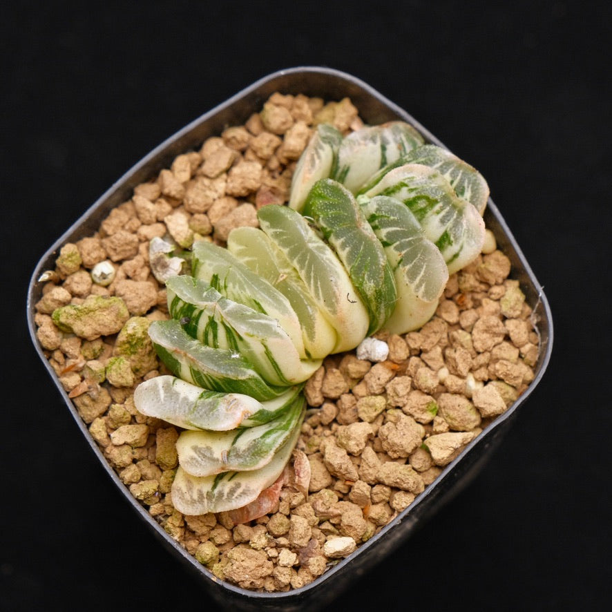 Variegated Haworthia truncata Korean Succulent Plant