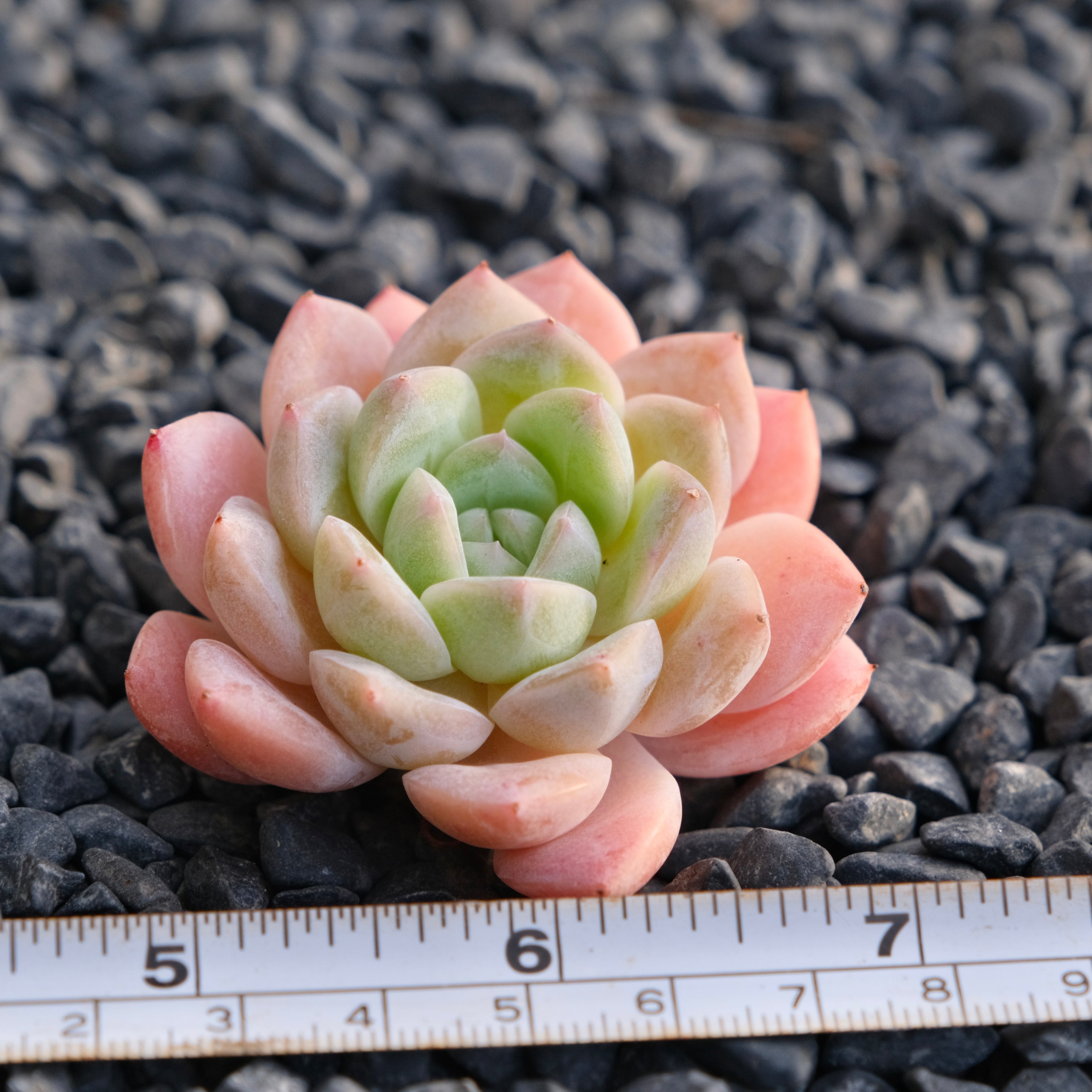Mystery Hybrid Imported Succulent Plant