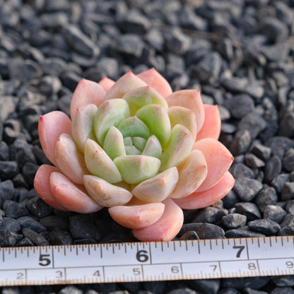 Mystery Hybrid Imported Succulent Plant