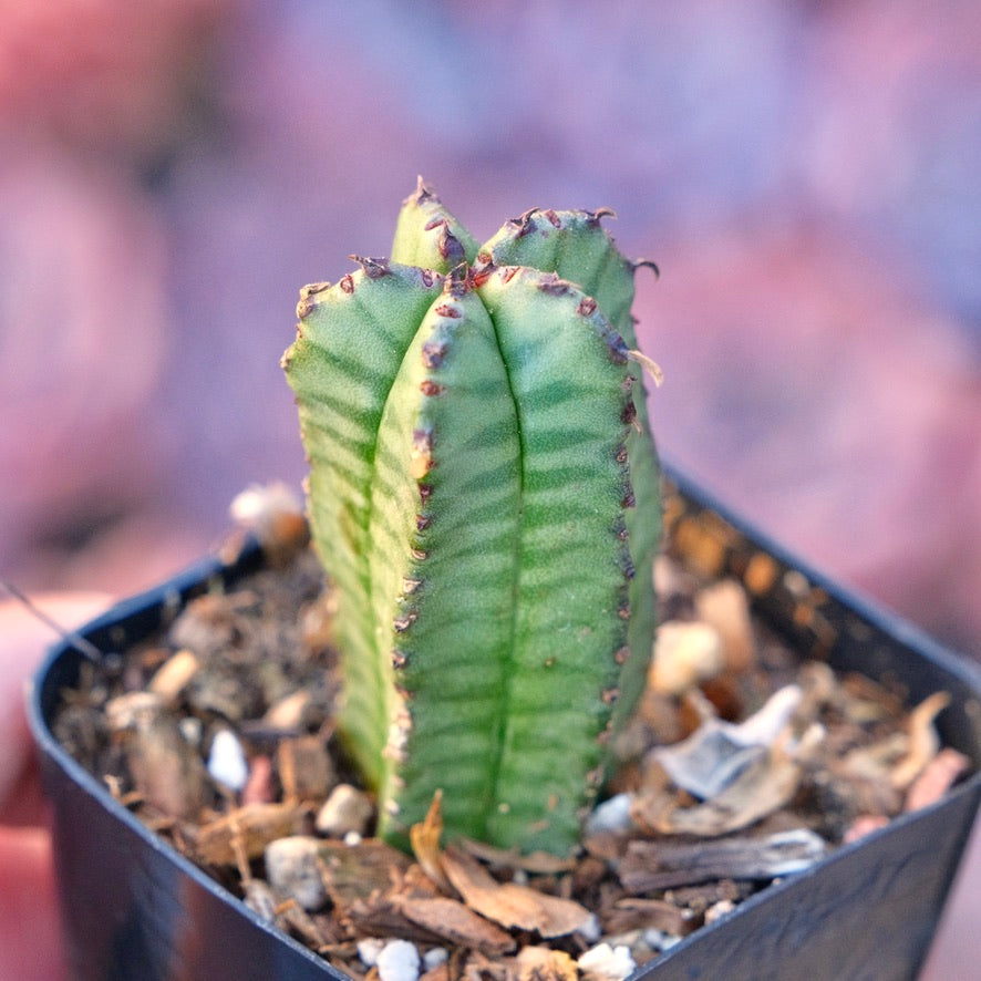 Euphorbia anoplia Succulent Plant