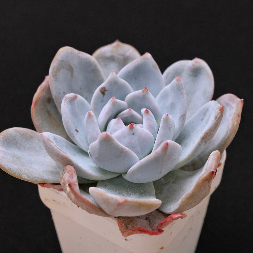 Echeveria Cream Sun Korean Succulent Plant