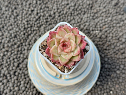 Echeveria Ruby High Korean Succulent Plant