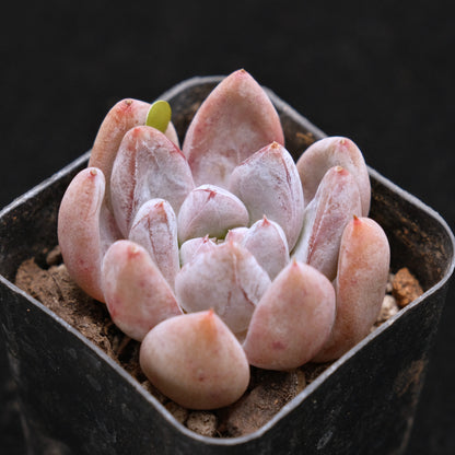 Echeveria Sugar Korean Succulent Plant