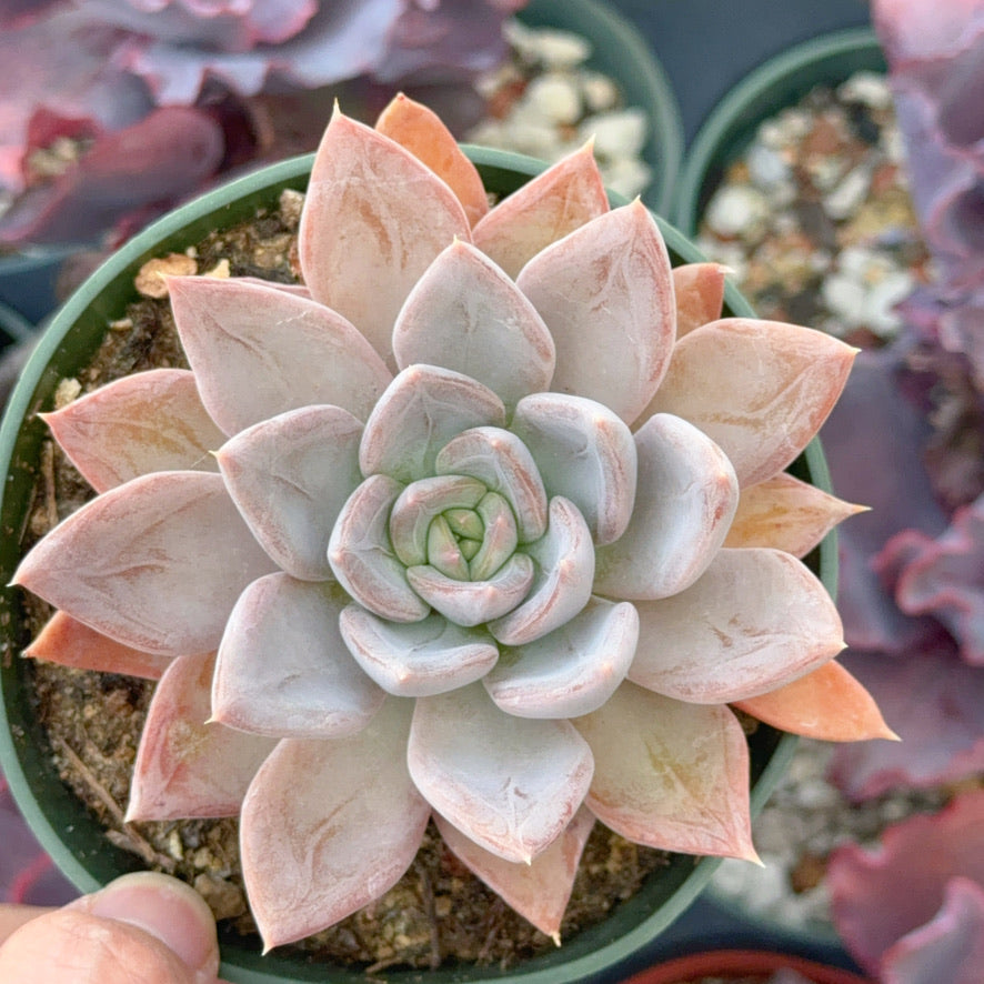 Echeveria Silver Queen Succulent Plant