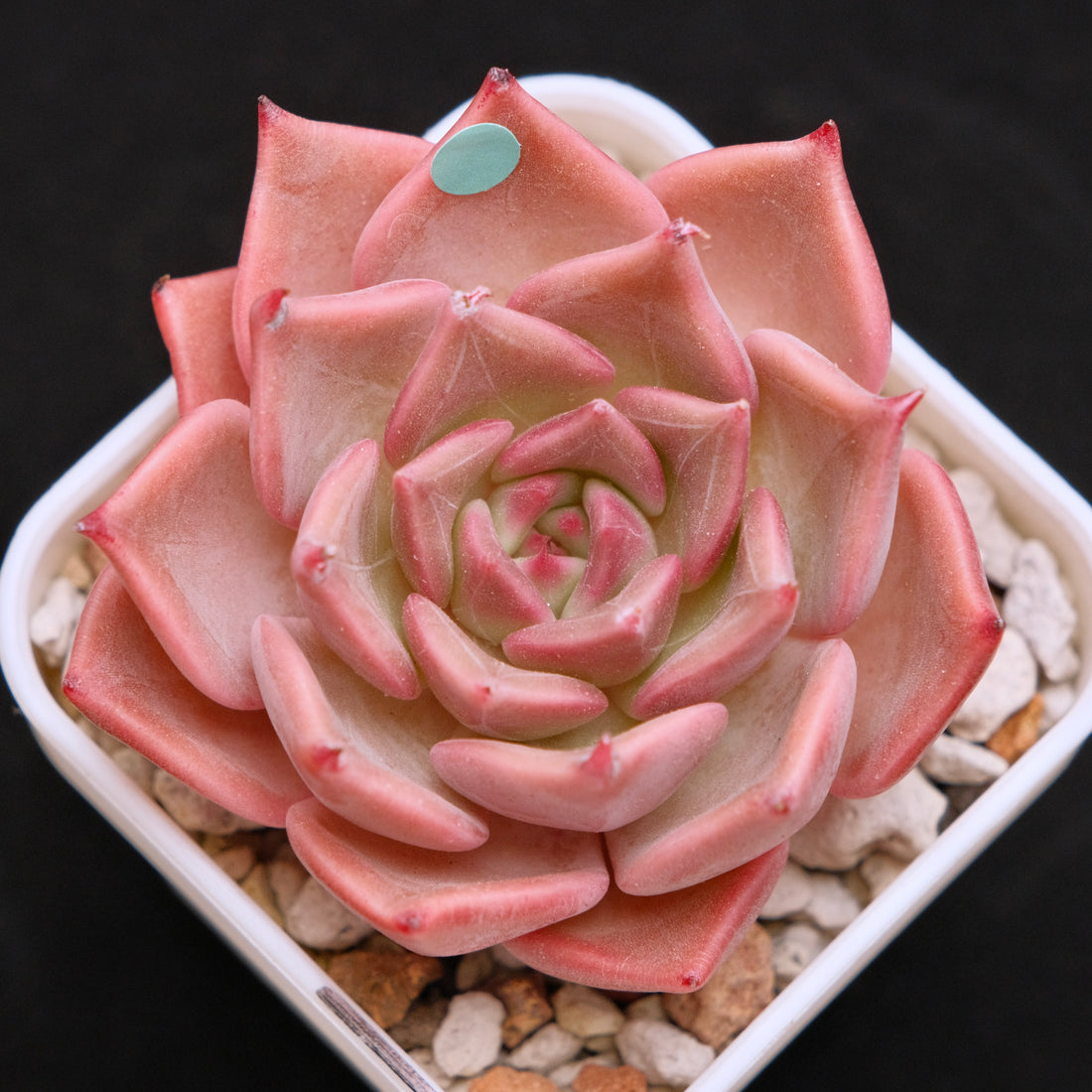 Echeveria Silonica Korean Succulent Plant