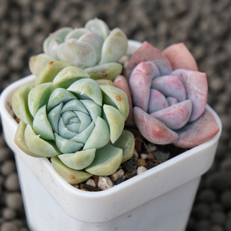 Mixed Baby Pot Korean Succulent Plant