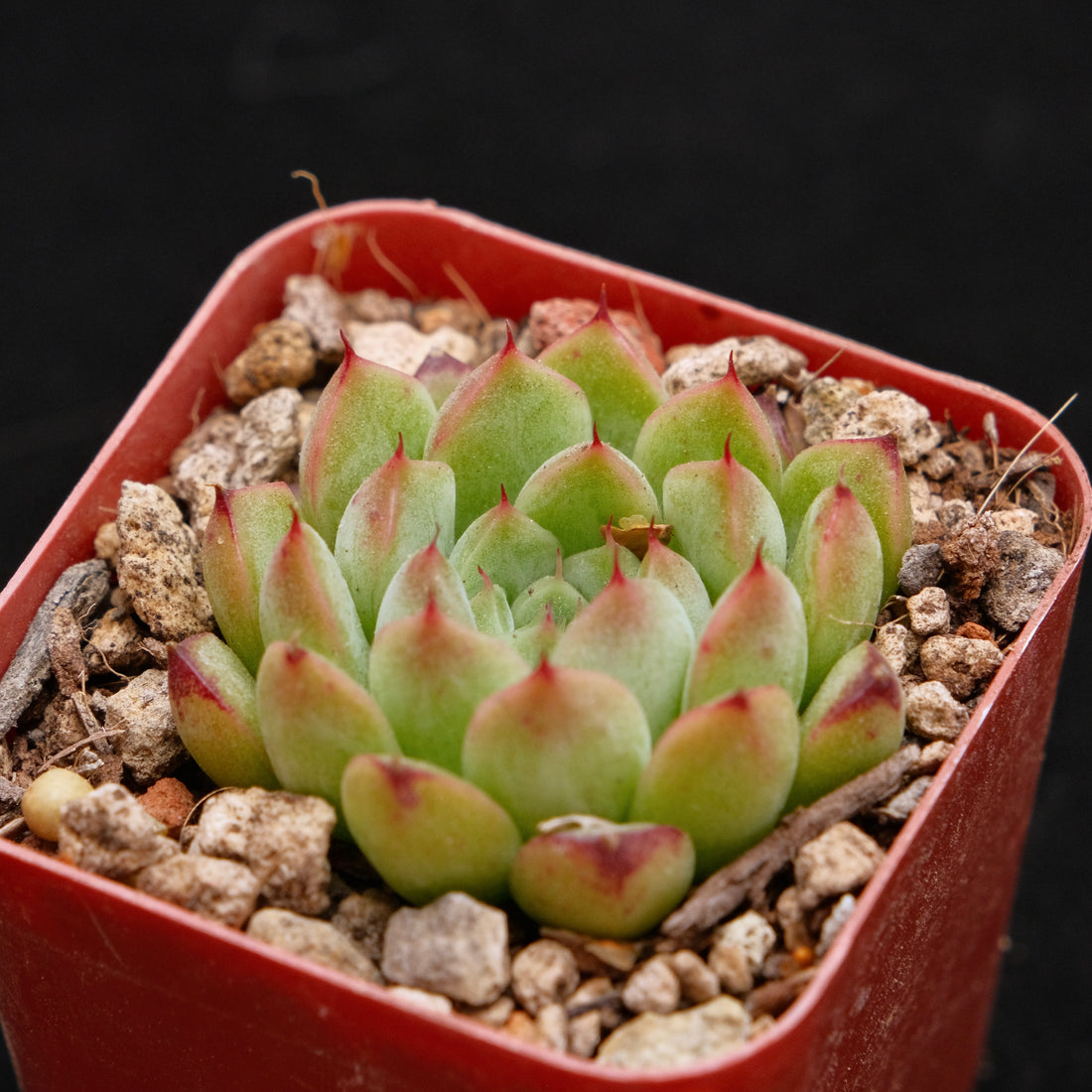 Echeveria Mango Butter Korean Succulent Plant