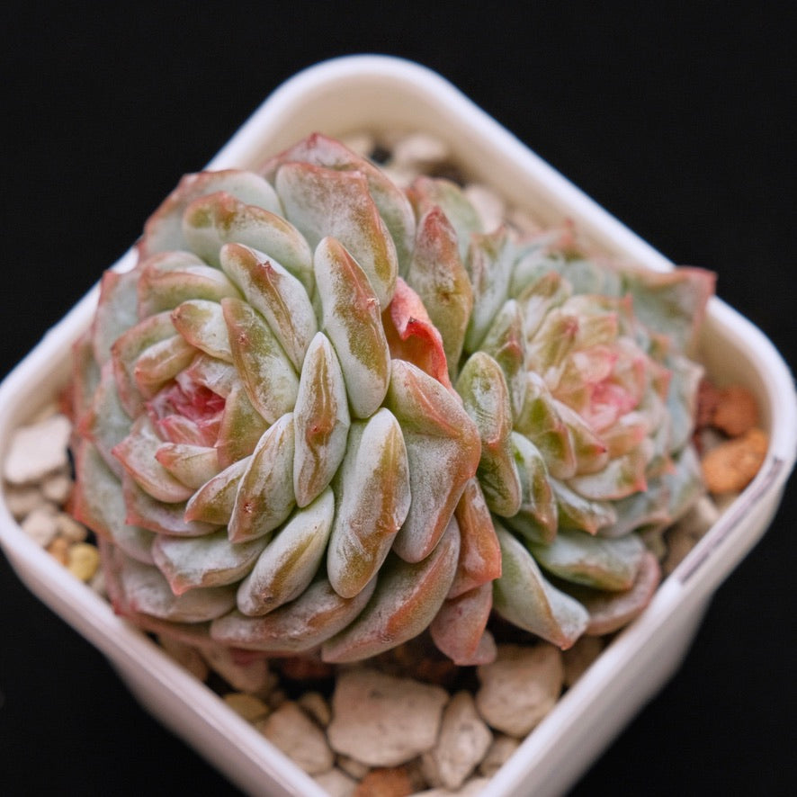 Echeveria Pink Jenny Double Korean Succulent Plant
