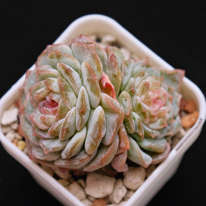 Echeveria Pink Jenny Double Korean Succulent Plant