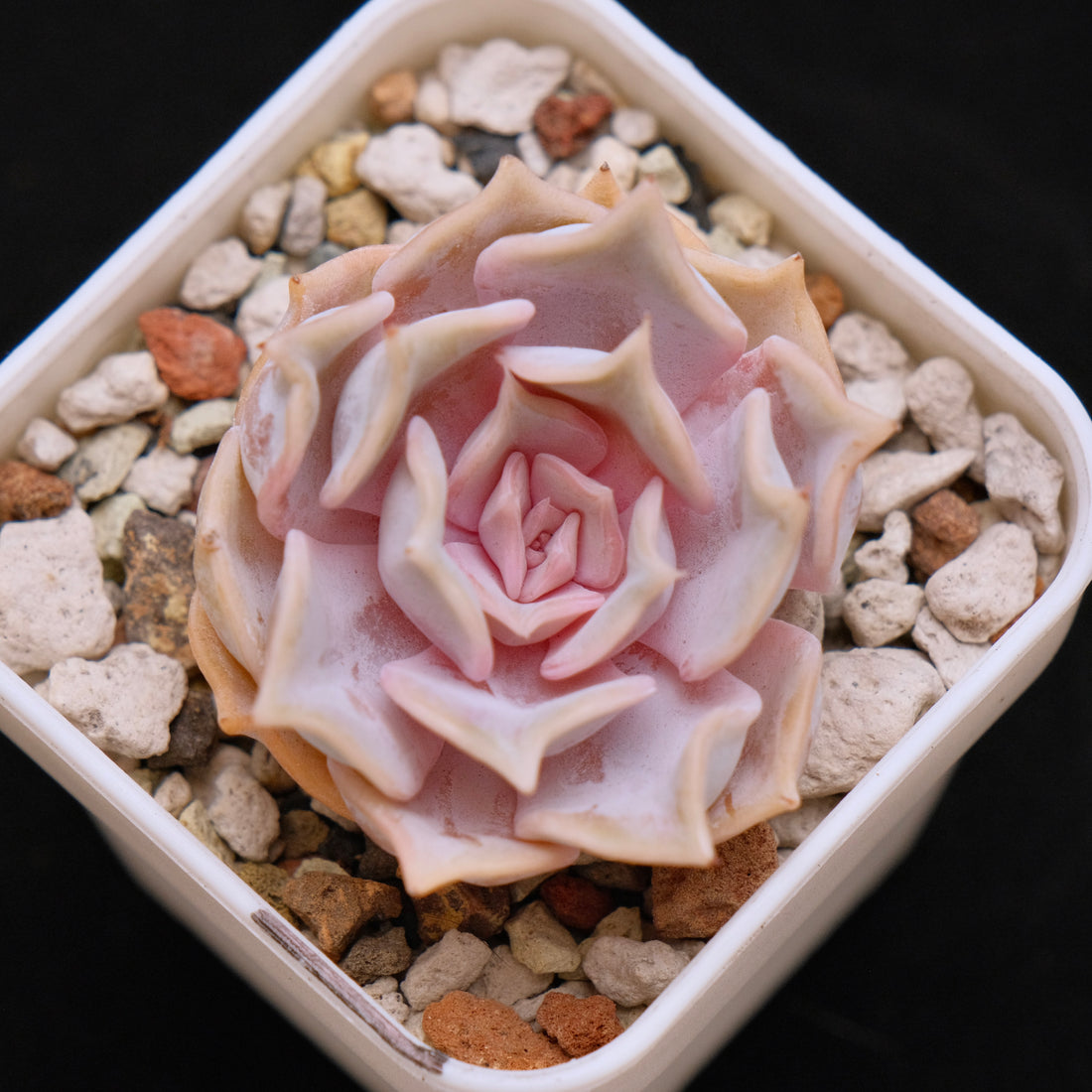Echeveria Lilacina Korean Succulent Plant