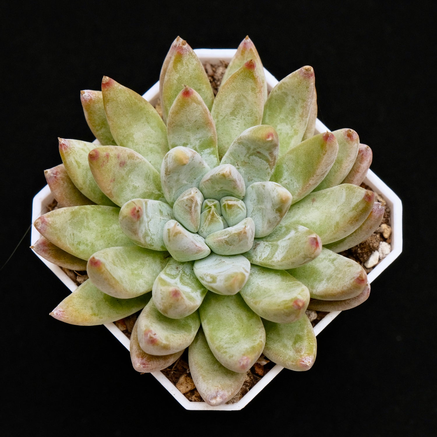 Echeveria Shakino Korean Succulent Plant Air Magic Hybrid