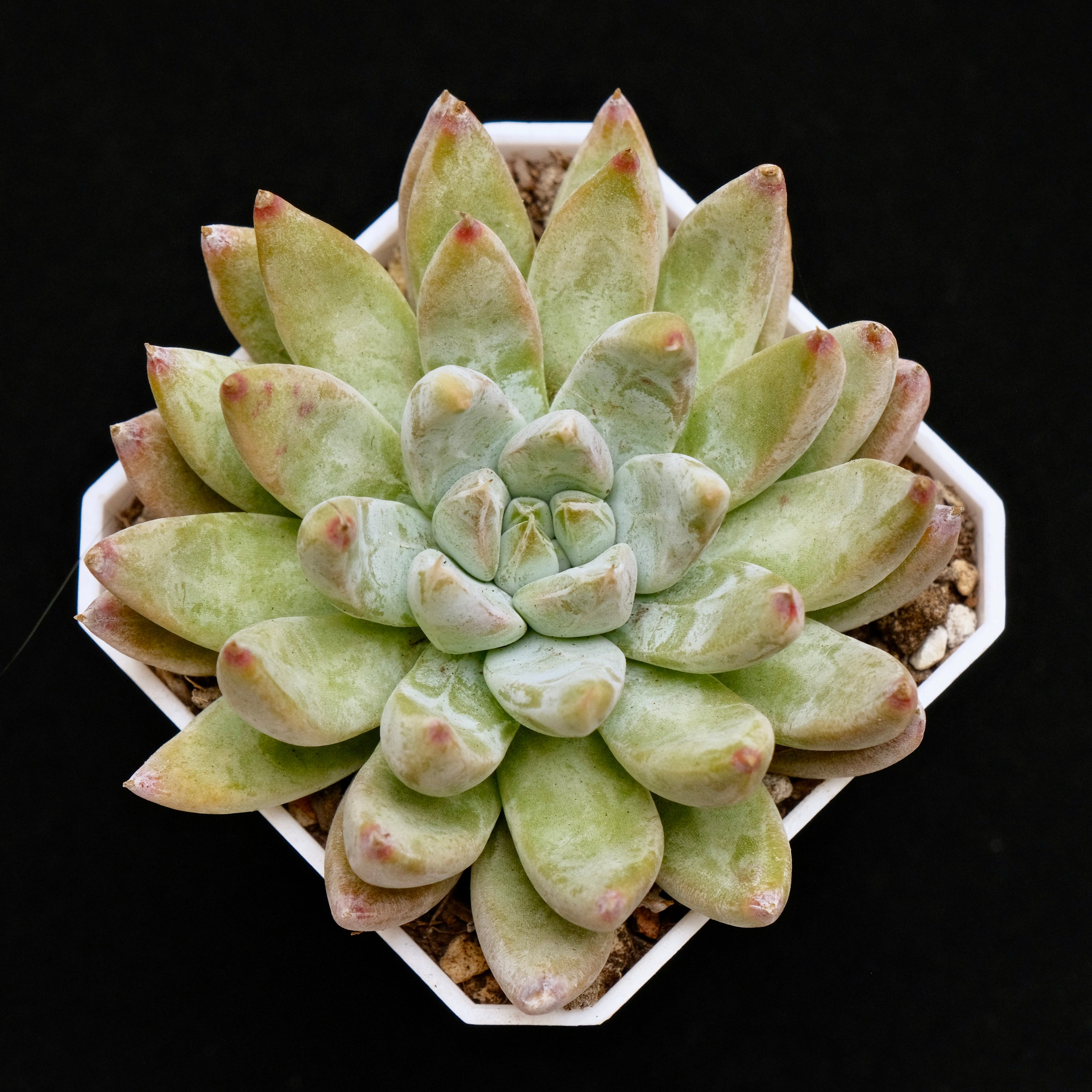 Echeveria Shakino Korean Succulent Plant Air Magic Hybrid