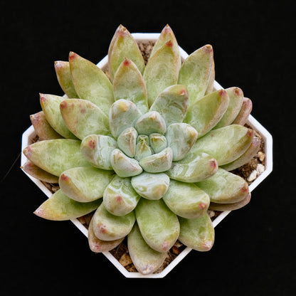 Echeveria Shakino Korean Succulent Plant Air Magic Hybrid