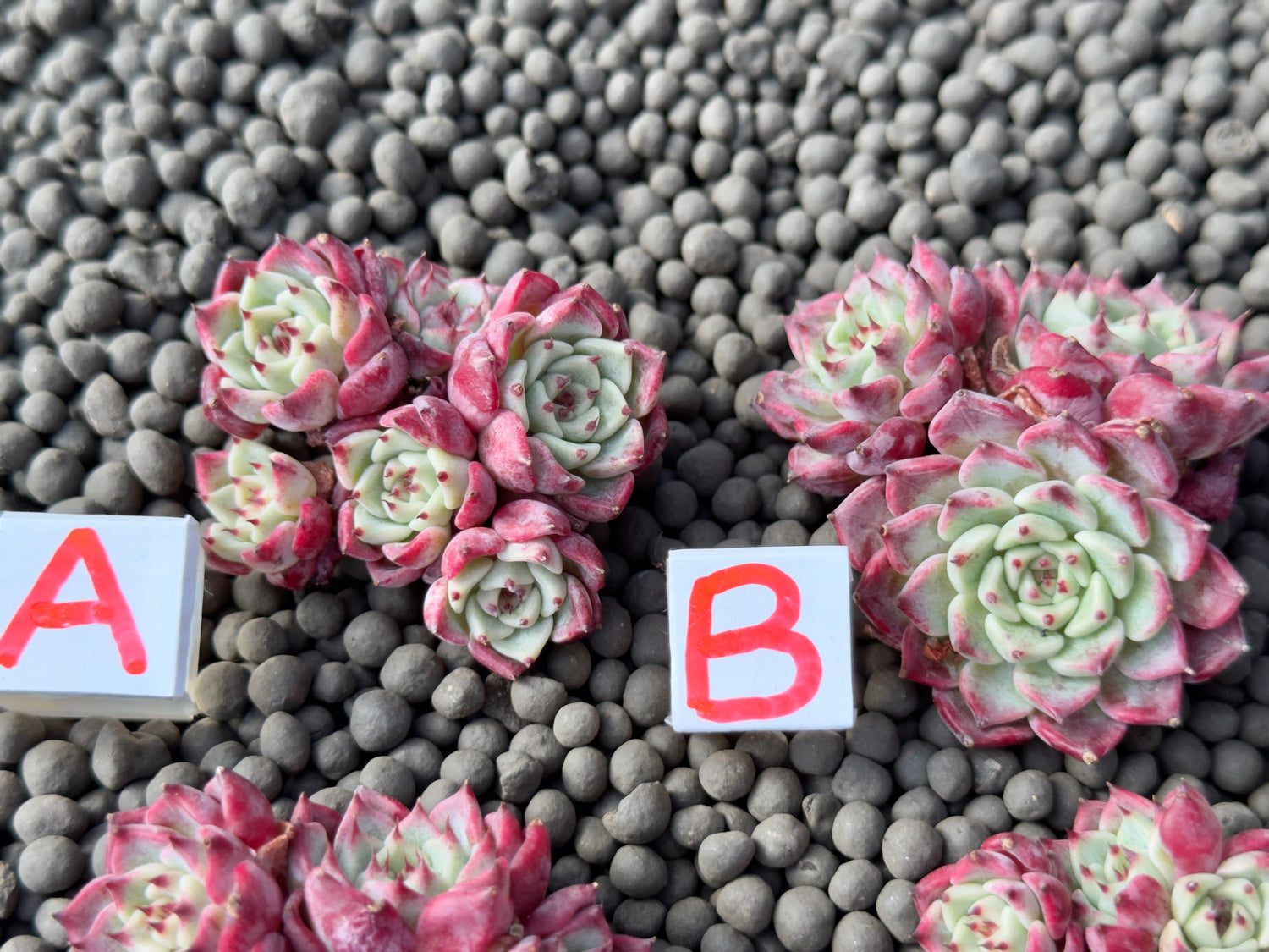 Echeveria Sarahime Imported Succulent Plant