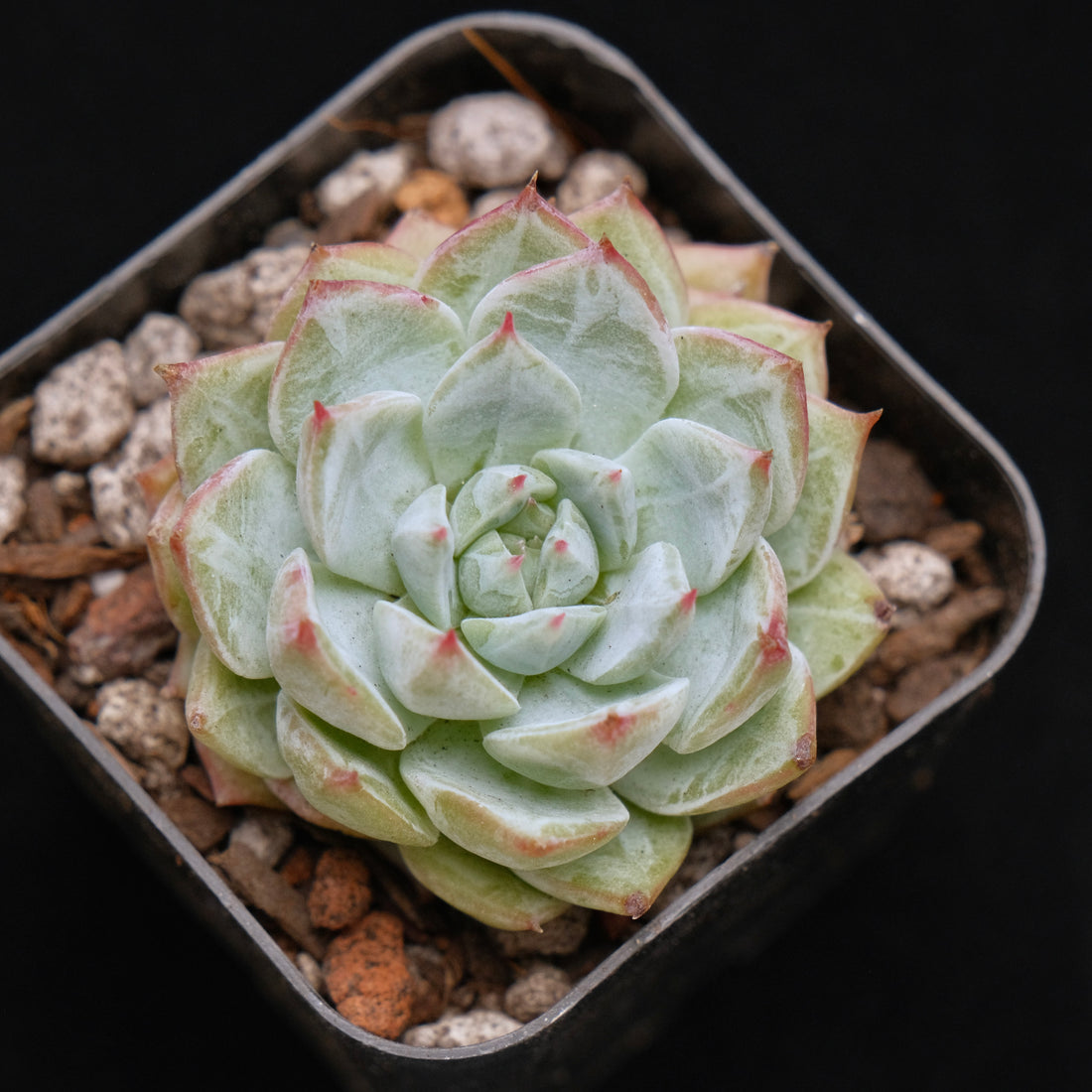 Echeveria Blue Bird x Tippy Succulent Plant 蓝鸟杂帝比