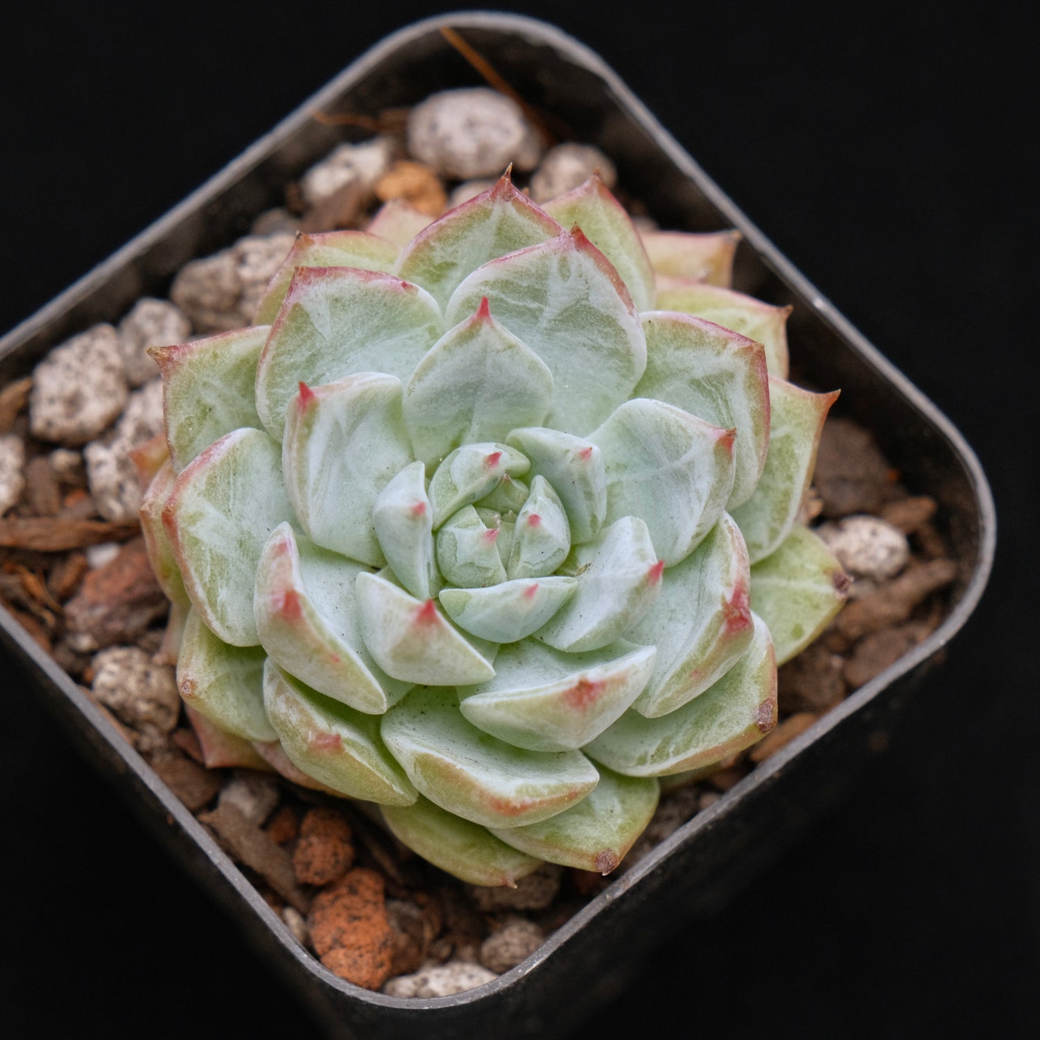 Echeveria Blue Bird x Tippy Succulent Plant 蓝鸟杂帝比