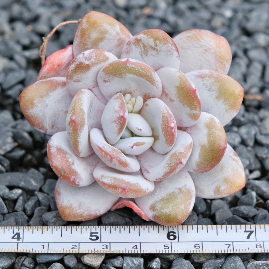 Echeveria laui Imported Succulent Plant