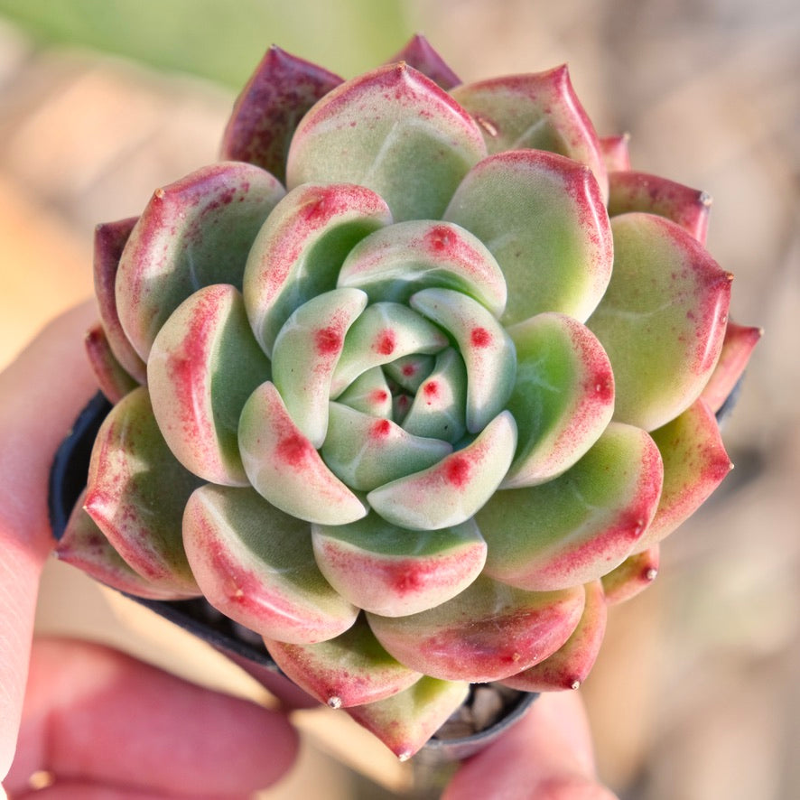 Echeveria Red Night Korean Succulent Plant Air Magic hybrid