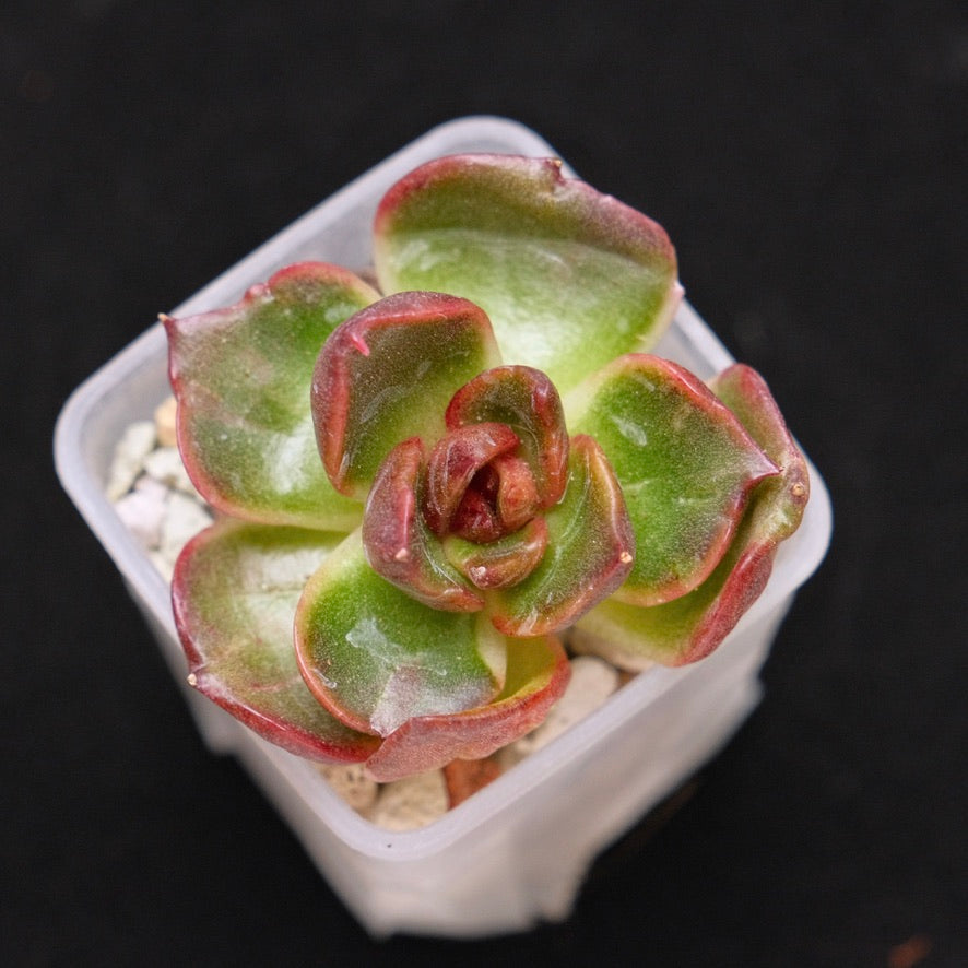 Variegated Echeveria Black Rose Korean Succulent Plant