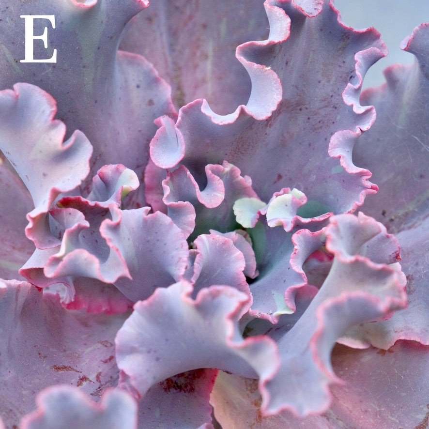 Variegated Echeveria Fury - Rare hybrid - E