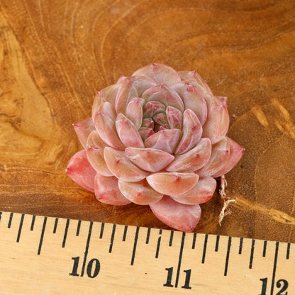 Echeveria Pink Amber Imported Succulent Plant